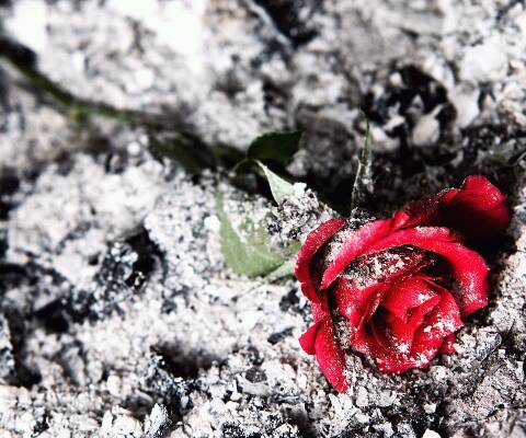 UloveJJ's profile picture. nO rEgrEts, nO whAt Ifs, nO fUcks gIvEn