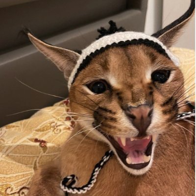 ogbudek0's profile picture. crypto and any..