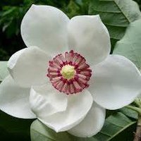 Magnolia midwives (@magnoliamidwife) 's Twitter Profile Photo