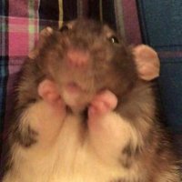 Ritoka (@_ritoka_) 's Twitter Profile