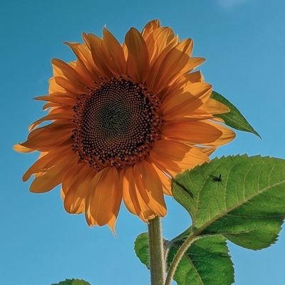 🌻Yang tidak merasakan tidak akan faham yang tidak mengalami tidak akan mengerti.