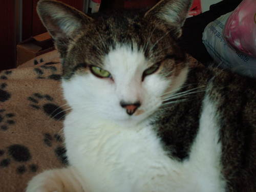 Daisymaykitten's profile picture. Iam a cat meow!!!!!!!