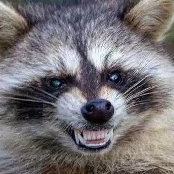 TrashtalkRacoon Profile Picture