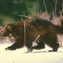 amanda clements - @amandac2024 - Twitter