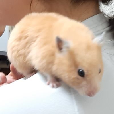 hamuhamuhamu935's profile picture. 成人してます。じぶん用