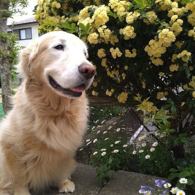 田舎と街中のニ拠点生活。
愛犬と遊ぶのが何よりの楽しみ🐶。メダカや家庭菜園🍆にも癒やされてます。ラーメン大好き🍜