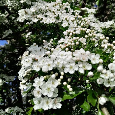 24 acres Argyll, Me (she) creating living larders - permaculture and RegenAg principles, currently fallow & feral, abundant in natural diversity. Food=medicine