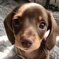 Puppies(@LoverPupsPhotos) 's Twitter Profile Photo