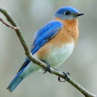 bluebird7(@dickandjane77) 's Twitter Profile Photo