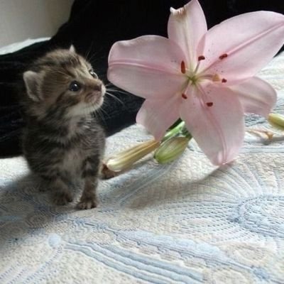 ISTP, 5w6, sp/so
I post cats and everything pretty.