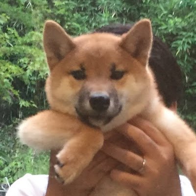 慶應通信/66期/春/特別/文学部1類。
家庭の事情諸々により、超スローペース。
・修得単位総数:126 (卒業要単位:112/116:2025年6月現在)
・卒業論文指導登録済/2024年度より再登録/絶対に卒業したい!
・無言フォロー失礼します。