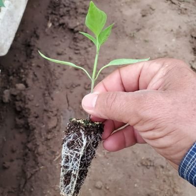 Emprendedor, Viajero Incansable, Agrónomo Agradecido de La Agroindustria. Pensador de Ayer, Hoy y Mañana ya veremos...