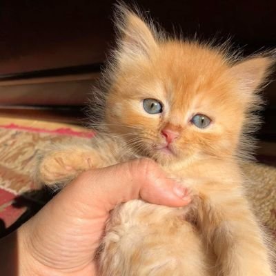 Rery31272's profile picture. Everything we go through will pass