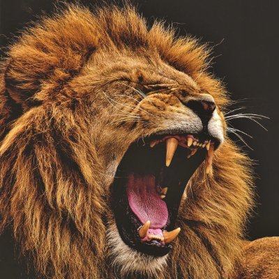 xaviermaia's profile picture. Sic semper tyrannis