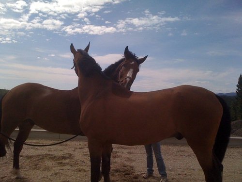 HorseHappenings's profile picture. Horse lover looking to share news, knowledge, & interesting bits (not the metal kind, but those too!) about the English horse world.