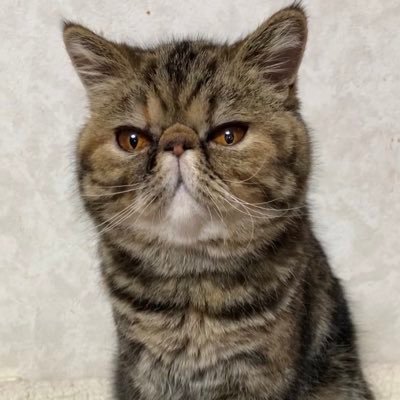 moco🎂2004. 7. 6 Scottishfold coco🎂2011. 11.12 British shorthair kuri 🎂2015. 5. 6 Exotic shorthair rira 🎂2019.7.29 Exotic shorthair