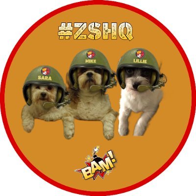 Hi we bees Sara an Mike an Lilliee, Sara is a Maltese an is Teh Qween, Mike is a Shih Tzu an Lilliee is a Chiwawa mix.  NO DMS! #ZSHQ