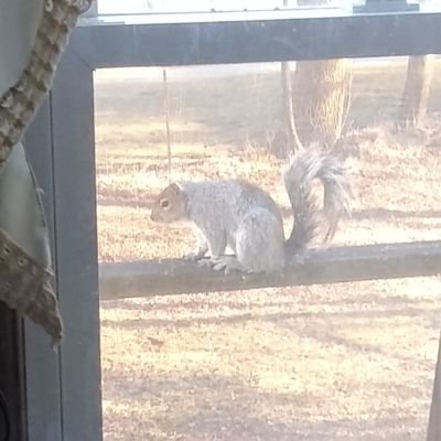 Hoots Division @ UAE Exotic Falconry & Finance, LLC. Knowledge is Power.
(restart acct.-CollectorSquirl) venmo.SquirrelNebula
