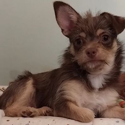 https://t.co/FXcTW47ugw

Marley is a male Chihuahua born January 2023. Please check out & subscribe to his YouTube channel if you like what you see.