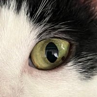 Sharon Pozniak 🇺🇸🌊🌘🐿 (@pookiakpozniak) 's Twitter Profile