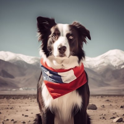 TOM//Collie 🇨🇱