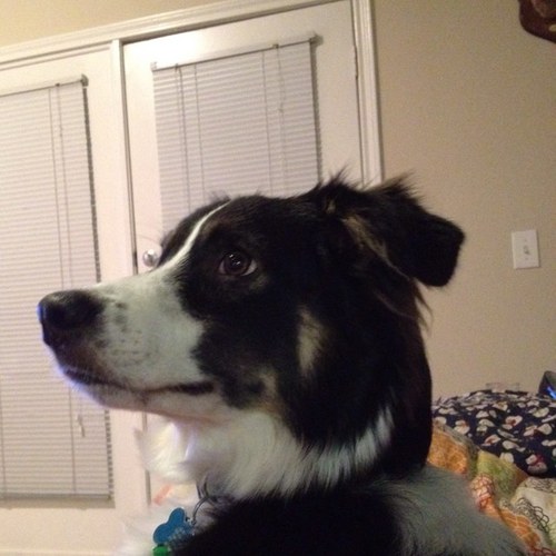 THEPipez's profile picture. I do stuff... sometimes