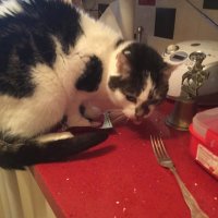 Dotty The Chess Gambit Cat (@furthermathstut) 's Twitter Profile