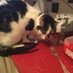 Dotty The Chess Gambit Cat (@furthermathstut) Twitter profile photo Dotty The Chess Gambit Cat (@furthermathstut) Twitter profile photo