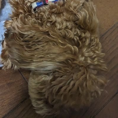 クソニンジンでも人類に貢献できる。