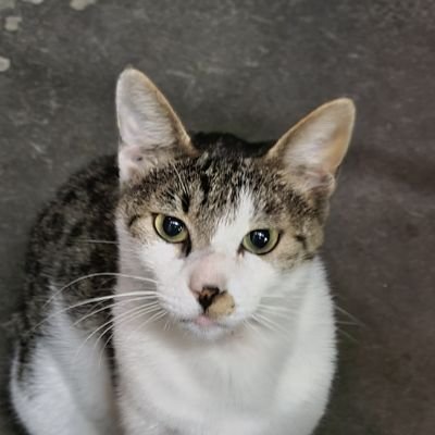 suiminkososikou's profile picture. 人生楽しみたい。サイゼリヤとゲーム大好きな人間。日々の楽しみとか悩みとか呟いてみますか。色んなことに挑戦中、趣味開拓中！VRC楽しくて睡眠不足がち