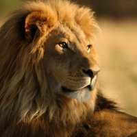 A. Özbek (@ahmetzbek) Twitter profile photo