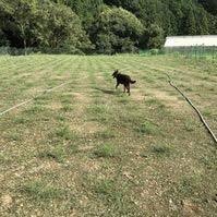 ドッグランを鹿児島市につくりたいです。ある程度の広さがある土地、山林など持ってる方、お貸しいただけないでしょうか？よろしくお願い致します。