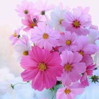 S.y. (@yonca_sibel) Twitter profile photo