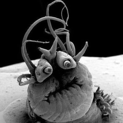 hmtkpt's profile picture. heliocentric