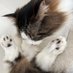 猫いち (@b0ss_bibi) Twitter profile photo 猫いち (@b0ss_bibi) Twitter profile photo