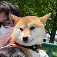 ygsw's profile picture. さいたま在住。柴犬好き一般人