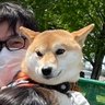 ygsw's profile picture. さいたま在住。柴犬好き一般人