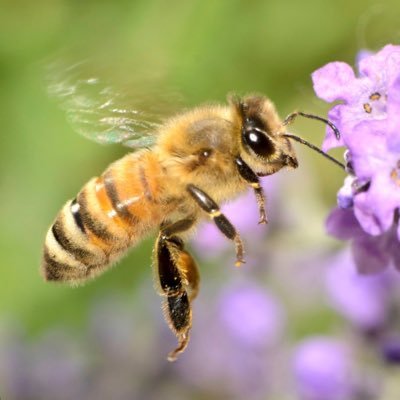 honeybee1768
