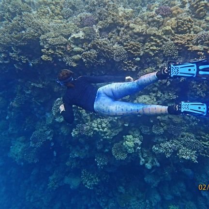 PhD student @GCEcolab studying coralline algae in the Red Sea