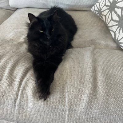 Brodhist73's profile picture. #Wests Tigers  #CMONAUSTRALIA #KRASNOV=TRUMP