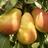 LeggCreekFarm's profile image