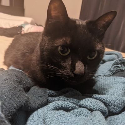 216neskafe's profile picture. メカやってるやつ