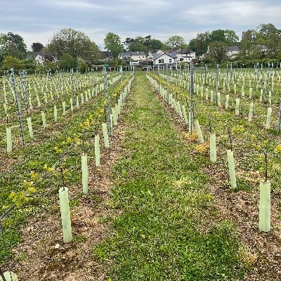 Situated in the beautiful Vale of Glamorgan, just 1 mile from Cowbridge, St Hilary Vineyard was established in 2020.