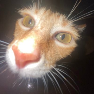 r_raeka's profile picture. she/her, dont bother me