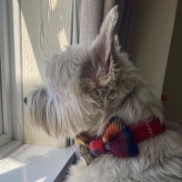 Buster 🐶💙🐾 - Fly High Toby 🌈🐶🐾💔(@BooBustie) 's Twitter Profile Photo