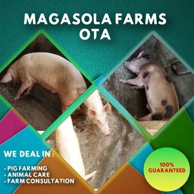 We rear and sell all kind of breed of pigs,we offer animal care service  livestock, training and farm consultation check our page
FB Magasola farm ota @maxxymum