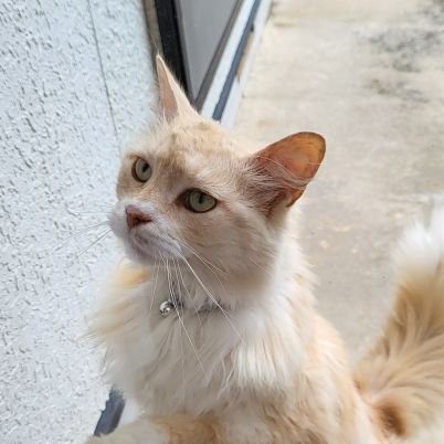 ただの猫好きの男
モンテと鹿島頑張れ