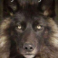 Ossifur™ ✝️ 🇺🇸 MAGA 🇺🇸 Americanism 🇺🇸 ✝️ (@ossifurr) 's Twitter Profile