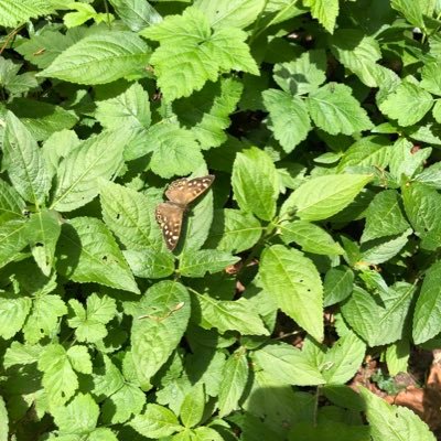 MoJ_Ecology's profile picture. 