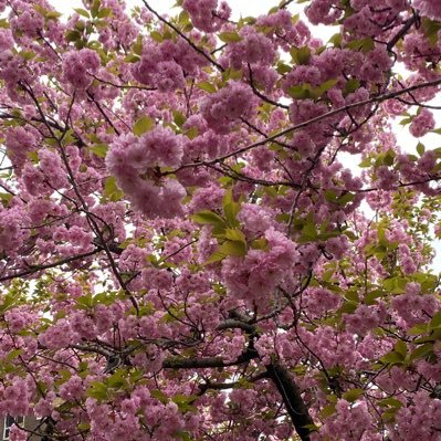 jackie_tweets3's profile picture. 